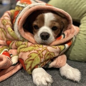 Meet your Posher, Basil